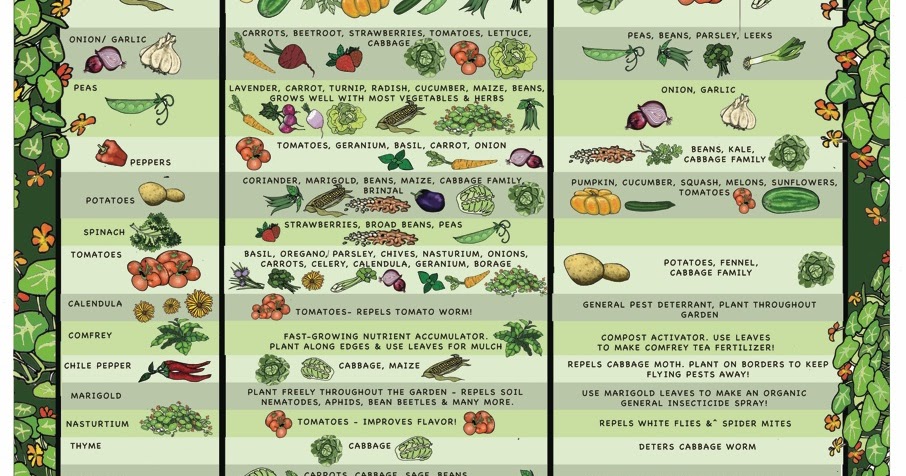 Michigan Backyard Gardener: Companion Planting Guidelines [Chart]