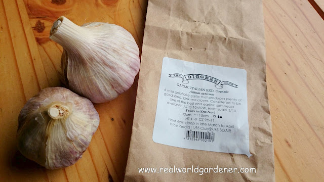 1-1-garlic%2Bbulbs.JPG