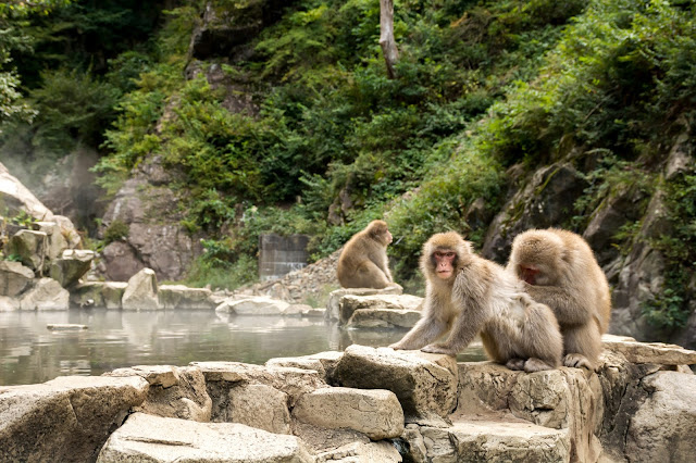 cestování po světě, blog, japonsko, tokyo, tokio, opičí lázně, koupající opice, snow monkey park