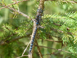 Æschne du Canada - Aeshne du Canada - Aeshna canadensis Æschne du Canada - Aeshne du Canada - Aeshna canadensis