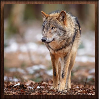 Loup Solitaire - Avatar en HD