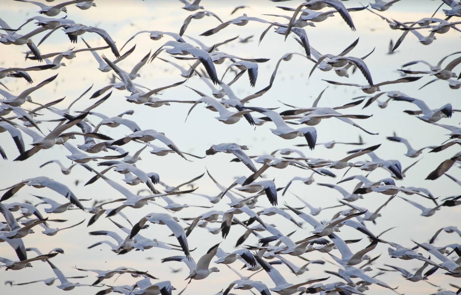 Информация о миграции птиц. Миграция птиц. Суточная миграция птиц.. Миграция птиц 0,. Стоянка мигрирующих птиц.