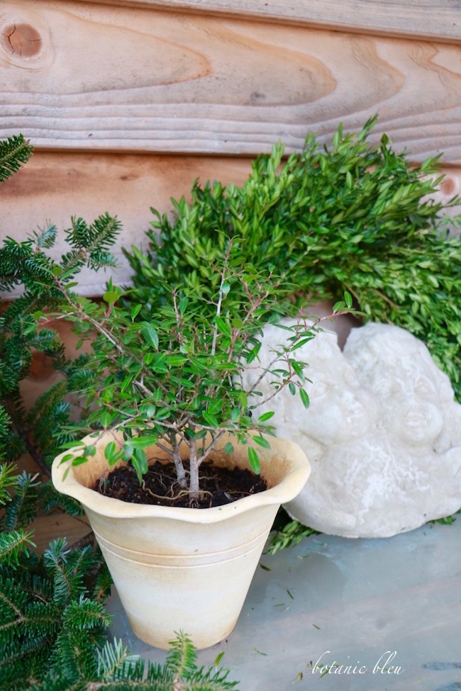 Botanic Bleu Botanical Christmas Decor