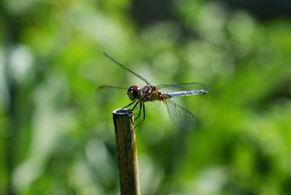 My Vegetable Garden | thetwobiteclub.com Dragonflies are my garden friends.