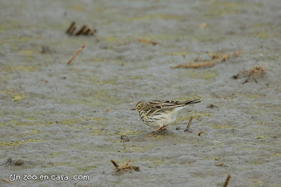 Titella (Anthus pratensis)