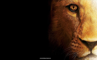 Amazing Loin Wallpapers High Definition Free Download