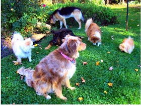 How To Stop Female Dog Urine From Burning Grass How To Stop Female Dog Urine From Burning Grass