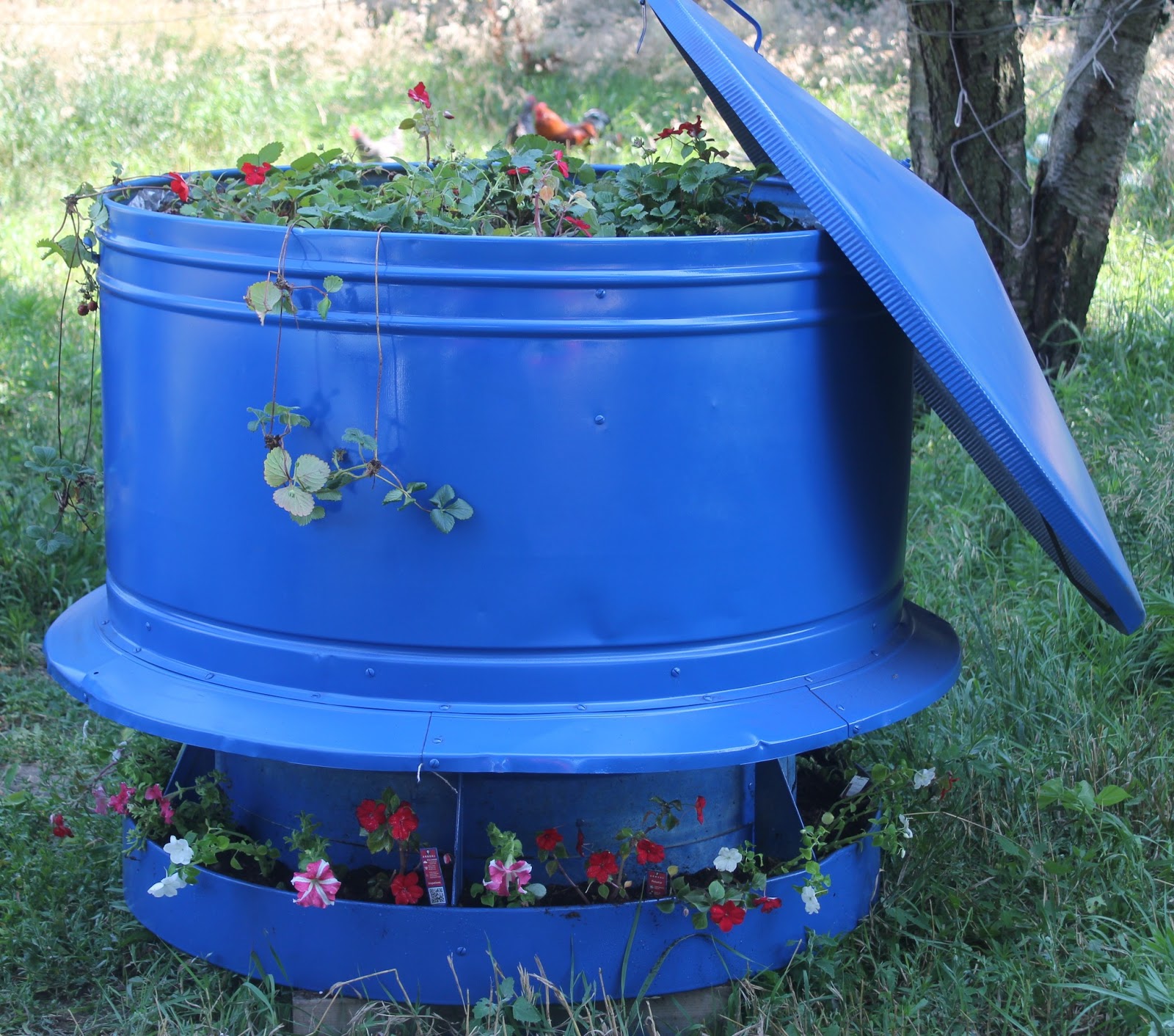 The Food Garden Group Maximising Your Strawberry Crop