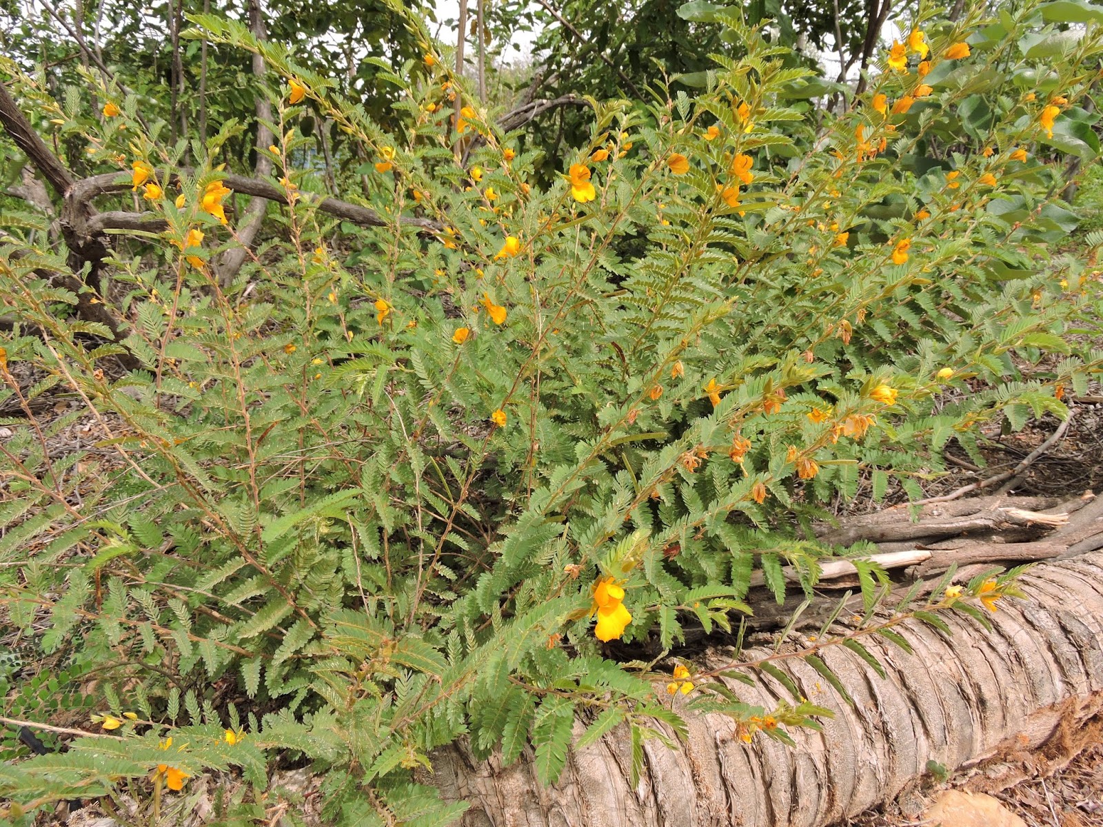 Fabaceae Leguminosae no Brasil Chamaecrista