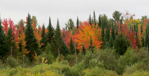 autumn color on the North Eastern State Trail