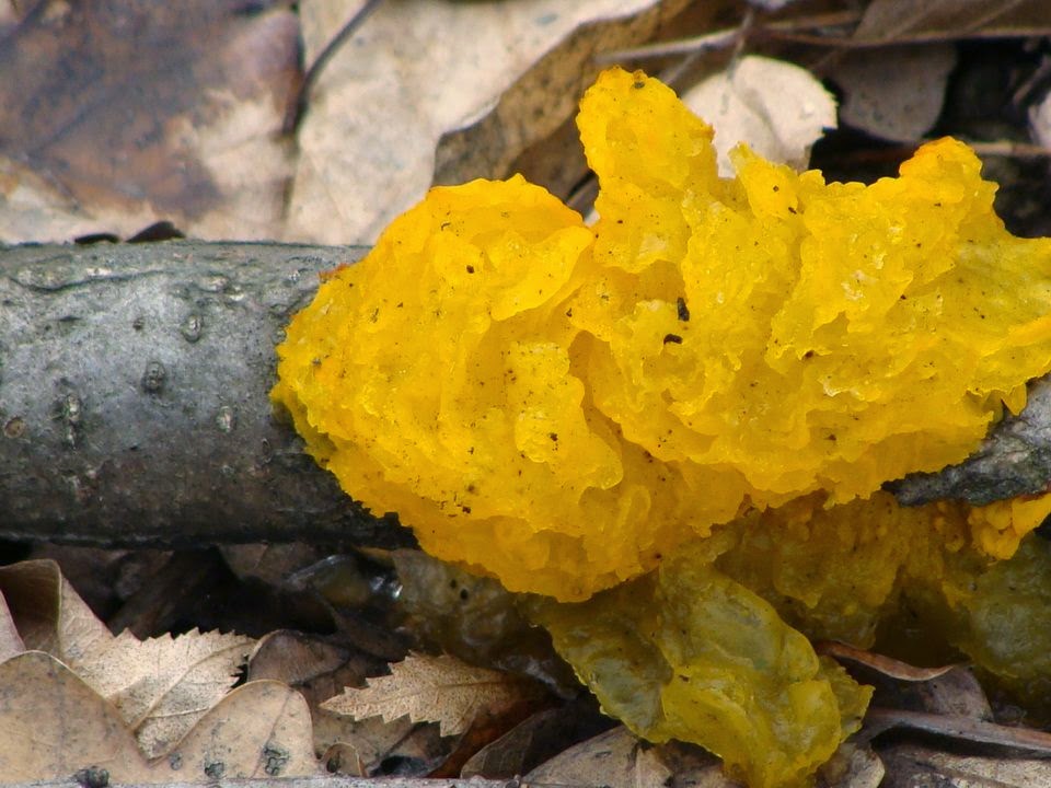 Tremella mesenterica DSC29287