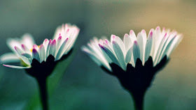 2013-07-Macro-Flowers-Photography-Wallpaper