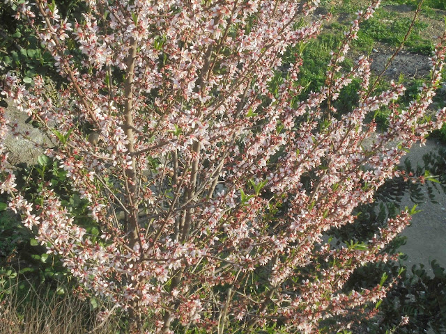 Le Jardin Traversiere Mai 2013