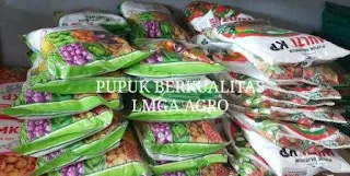 tanaman melon, cara menanam melon, buah melon, jual benih melon, lmga agro