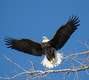 The eagles in Alton, Illinois