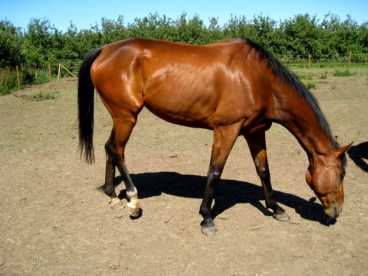 My Equestrian World Five Tips to Help Your Horse Look Their Best