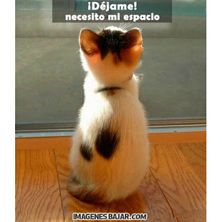 imagenes chistosas de gatos graciosas