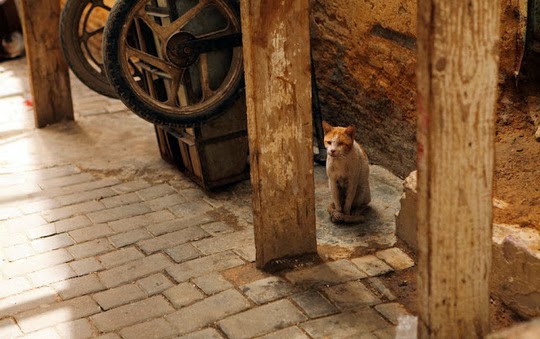 Cat of Fez