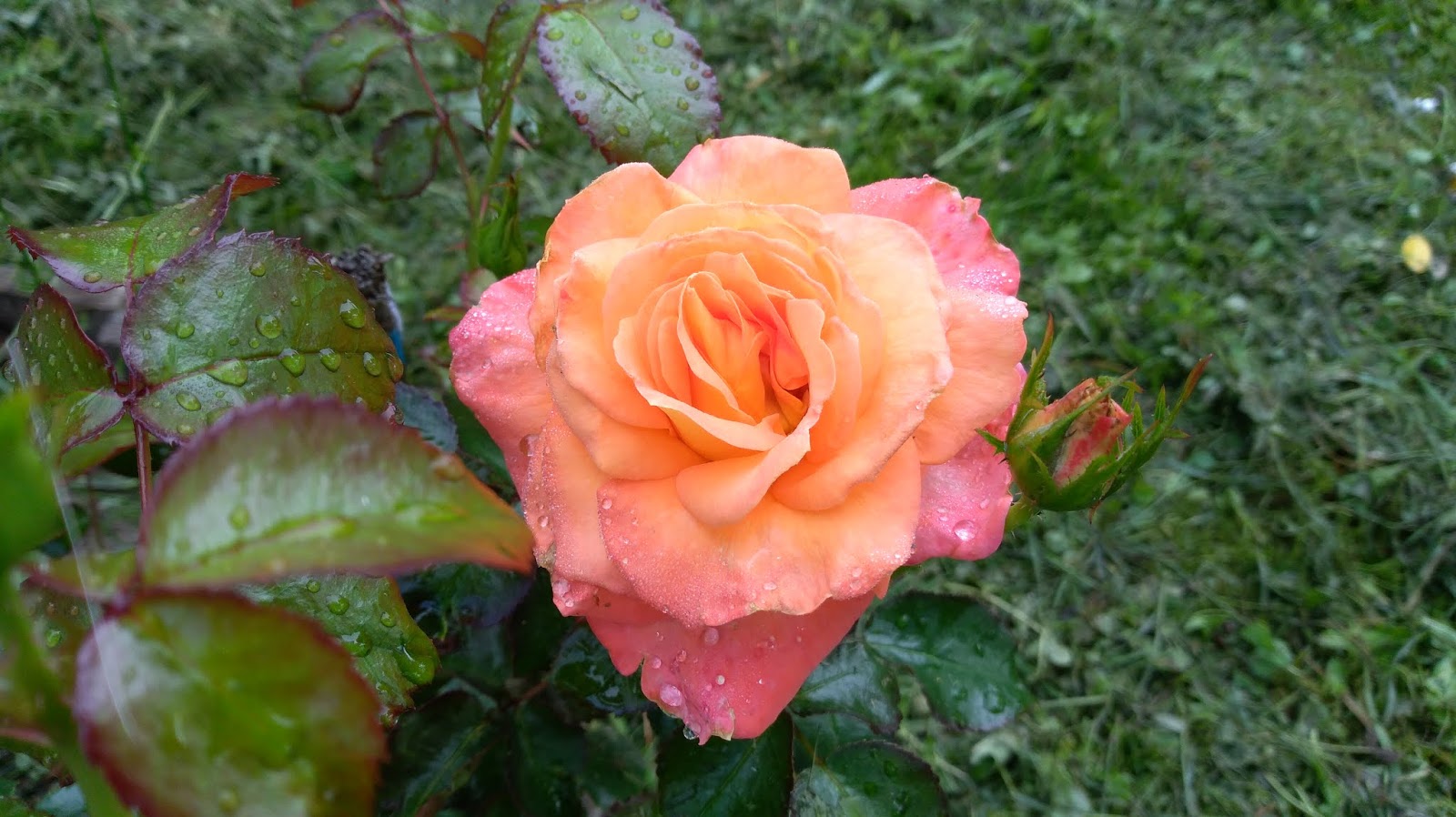 Ranczo Elma Róża Jam and Jerusalem