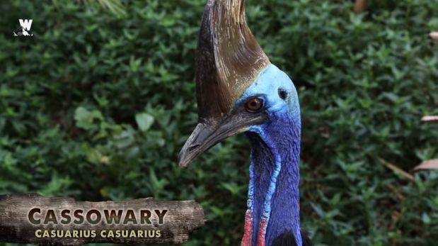 Fundacion Dinosaurios Cyl: Extraña ave australiana es considerada "dinosaurio