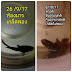 อัพเดท การรักษาโรคท้องมาร เกล็ดพอง ปลากัด
