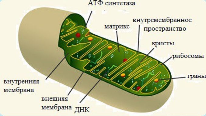 Кольцевая хромосома в митохондриях. Митохзондрия Кристи Матрикс. Тилакоиды в митохондриях. Строение Крист митохондрий. Кристы и Матрикс митохондрий.