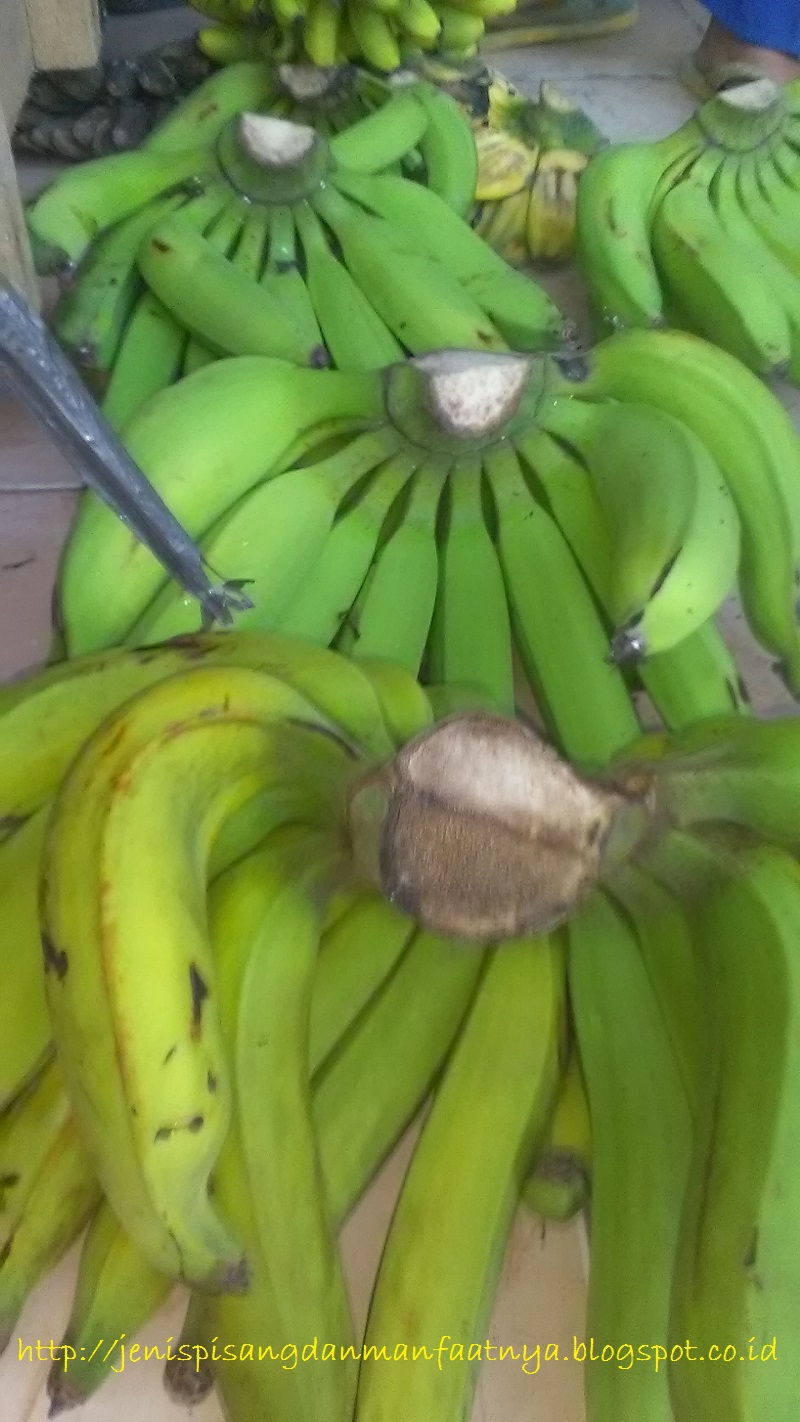 Pisang Raja Nangka Per Sisir Gambar Pisang raja Nangka Per Sisir Dan Warna Pisang Raja Nangka Matang