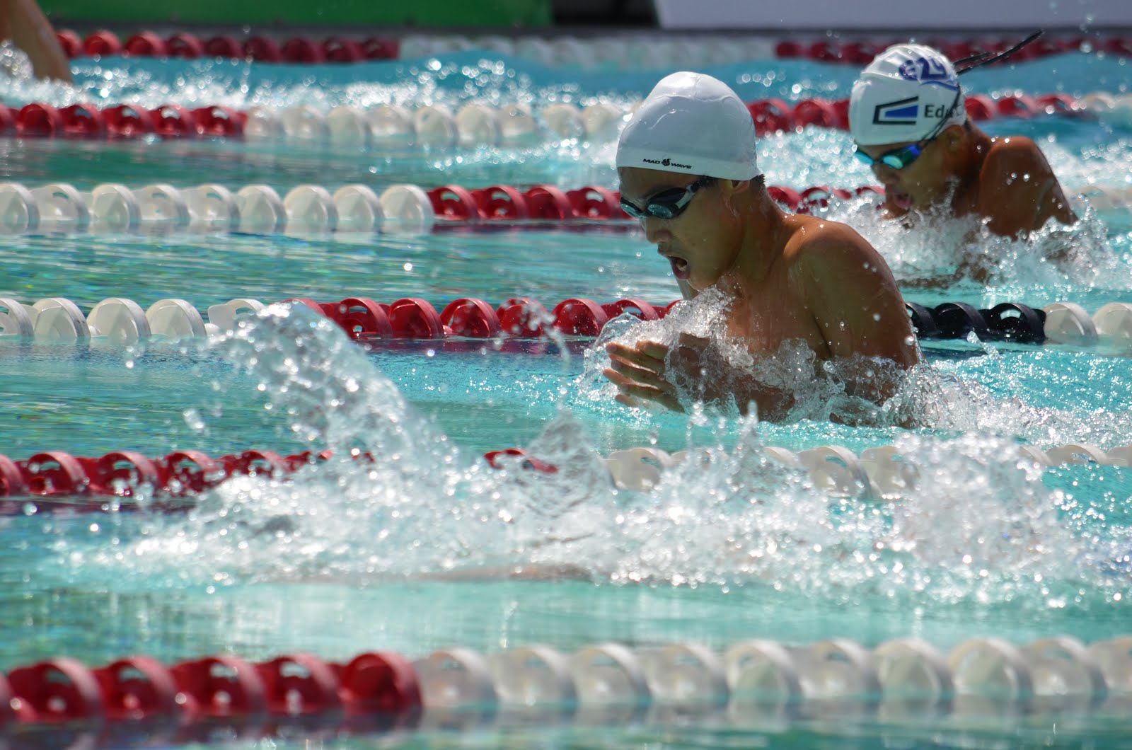 ikan bilis swimming club