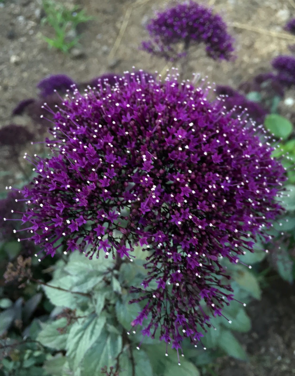 трахелиум lake powell. трахелиум описание. трахелиум фиолетовый. трахелиум jemmy. трахелиум пэшэн фиолетовый.