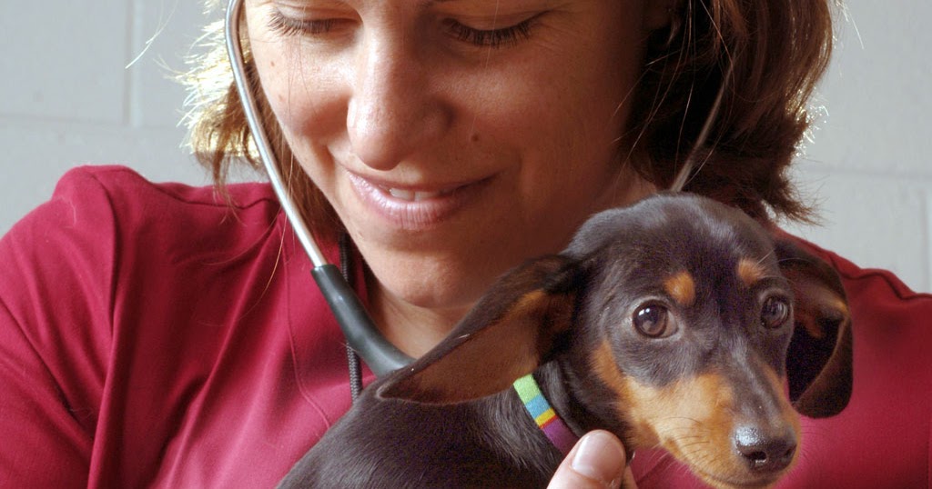 Canine acne home remedy Clearance