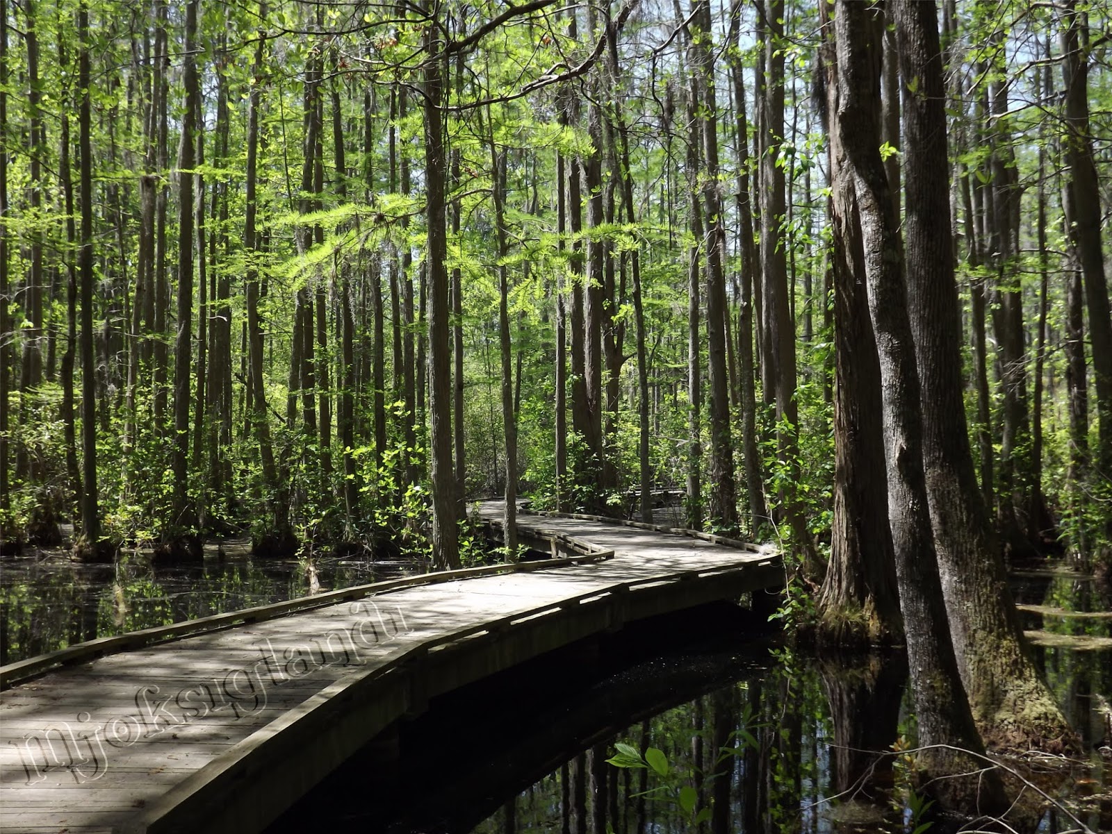 Mjoksiglandi Wordless Wednesday Woods Bay State Park, April 21, 2018
