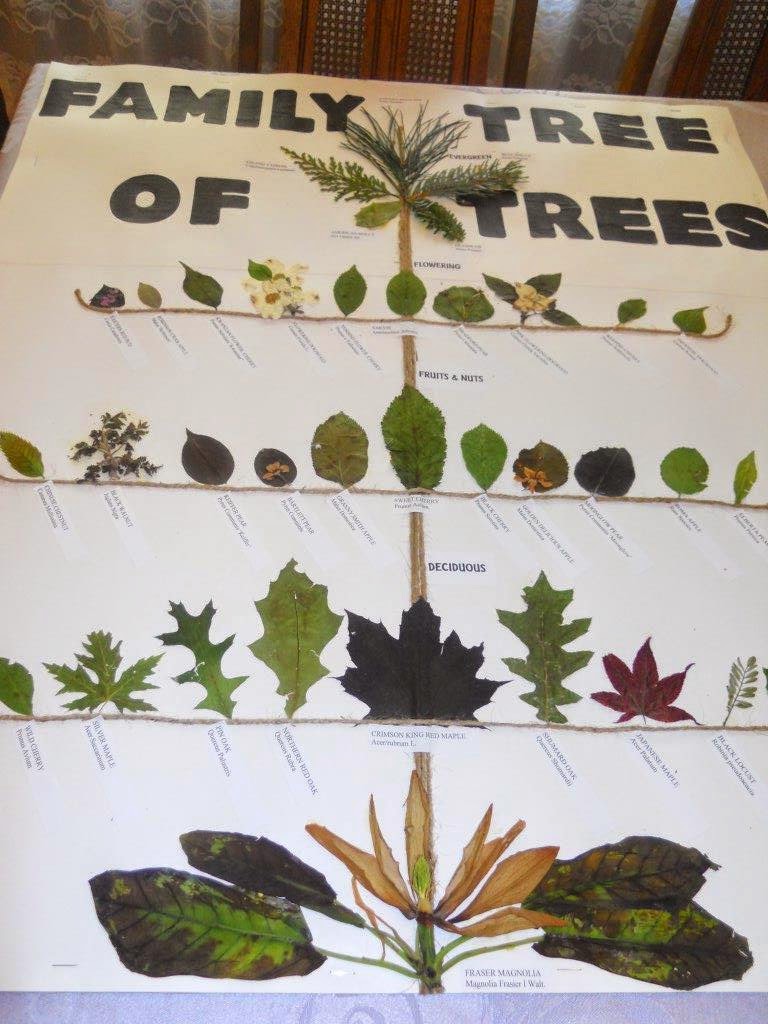 Square Root Tree Project Kaceys Blog