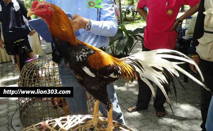 76+ Gambar Ayam Ukuran Besar 76+ Gambar Ayam Ukuran Besar