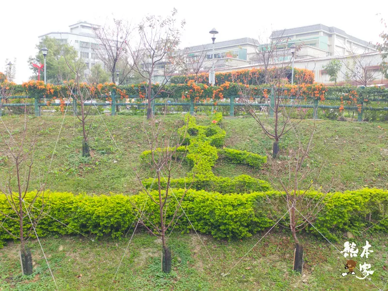 鶯歌永吉公園IG網美景點|炮仗花、櫻花齊登場還有3D立體彩繪步道