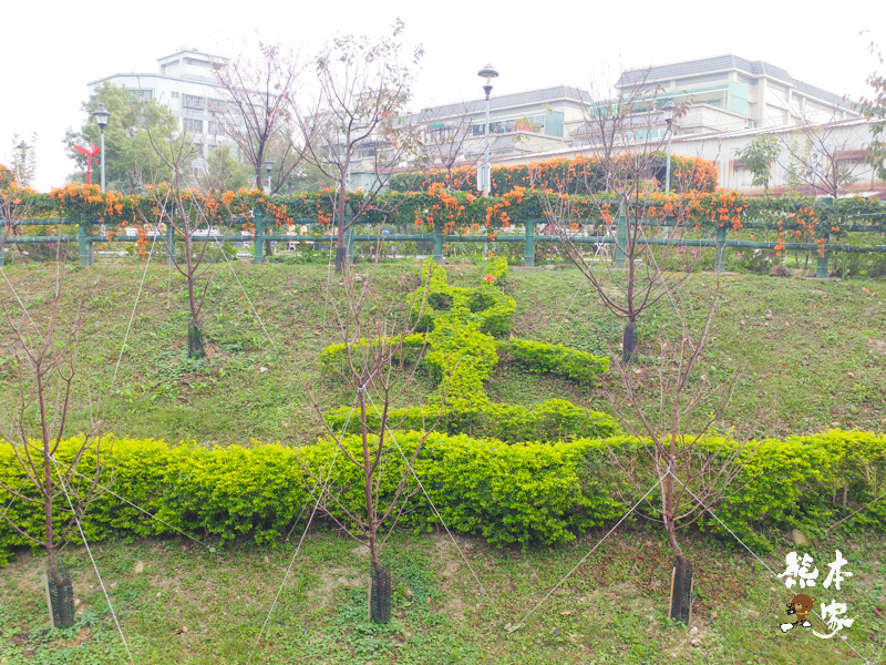 鶯歌永吉公園IG網美景點|炮仗花、櫻花齊登場還有3D立體彩繪步道