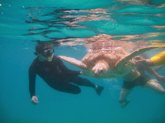 Image result for snorkeling di turtle pulau perhentian