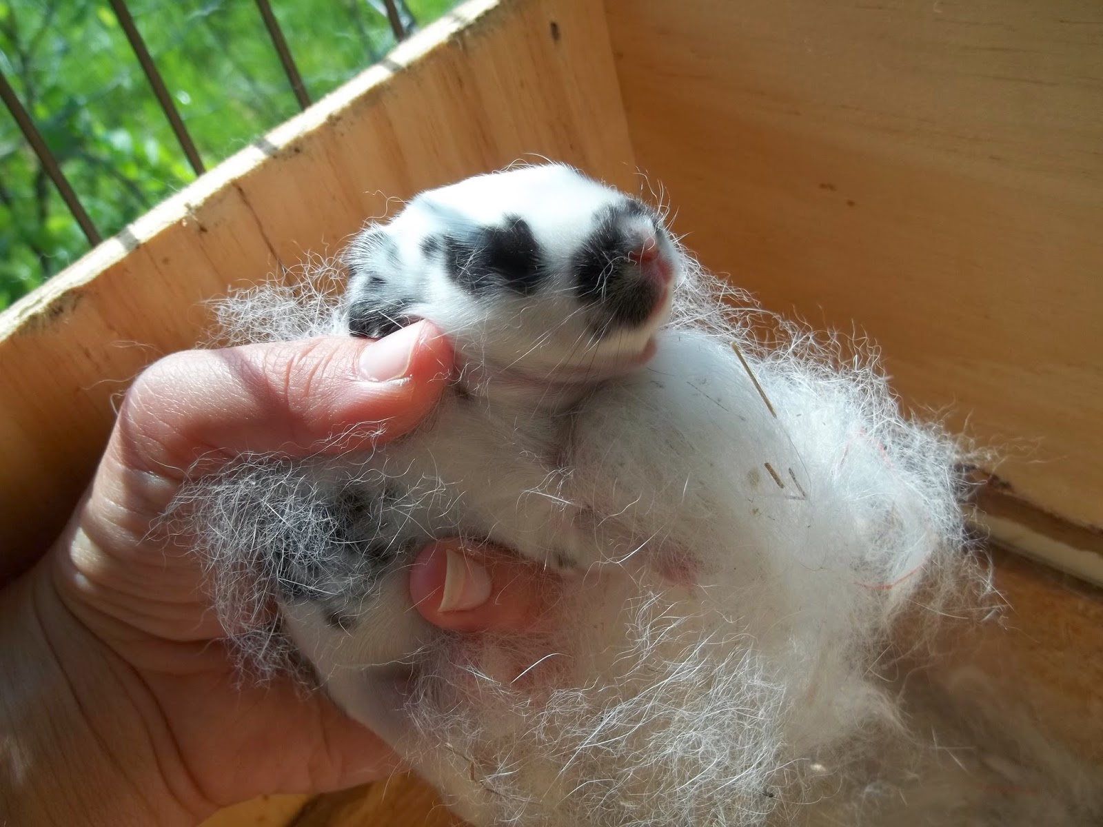 Bates Bunkhouse Baby Rabbits! (Kits)