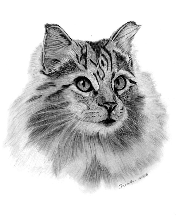 Sarahs Pet Portraits and Art Work: Original Graphite Pencil Drawings