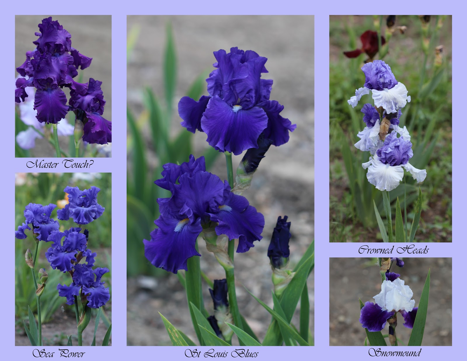 Iris: scheme 75 Iris: scheme 17