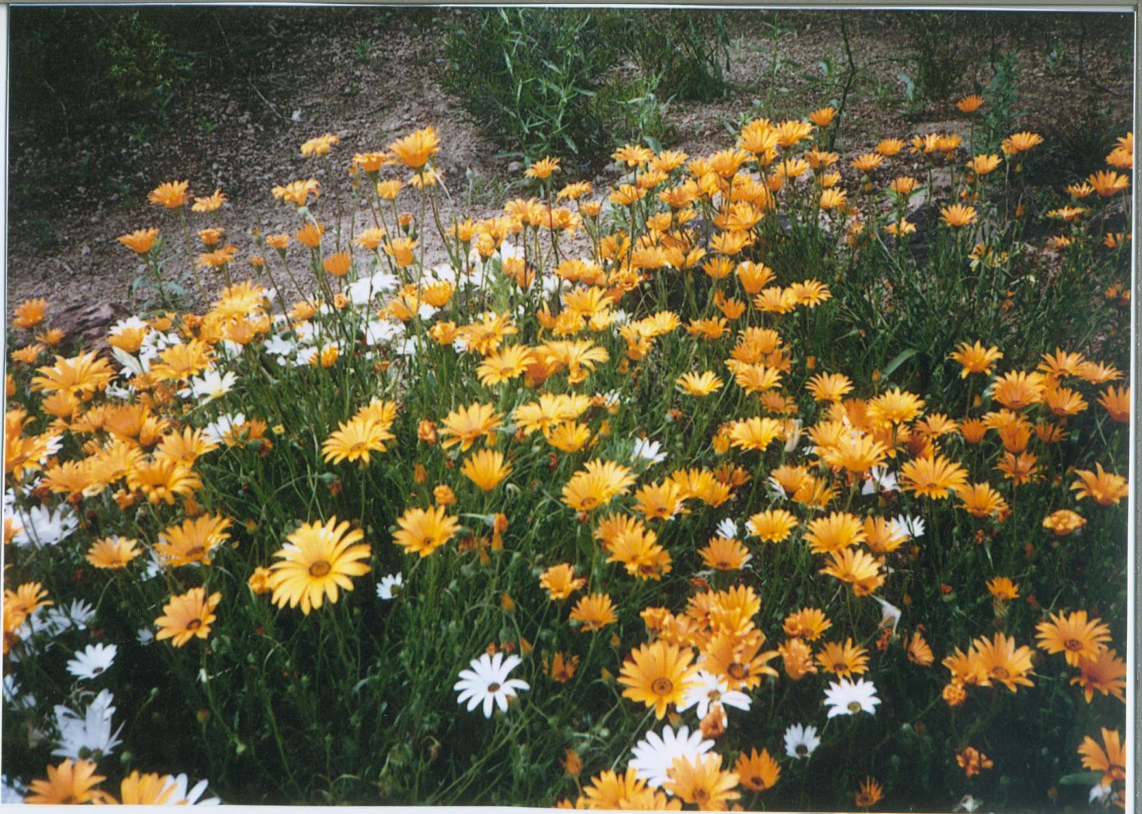 Nature Conversations: [Earth, I Thank You]