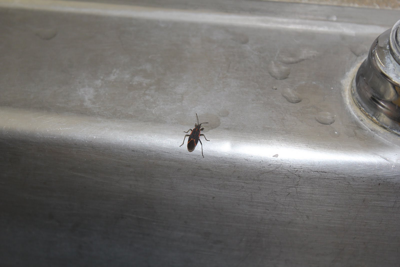 Kar�s Kith and Kin February 2011