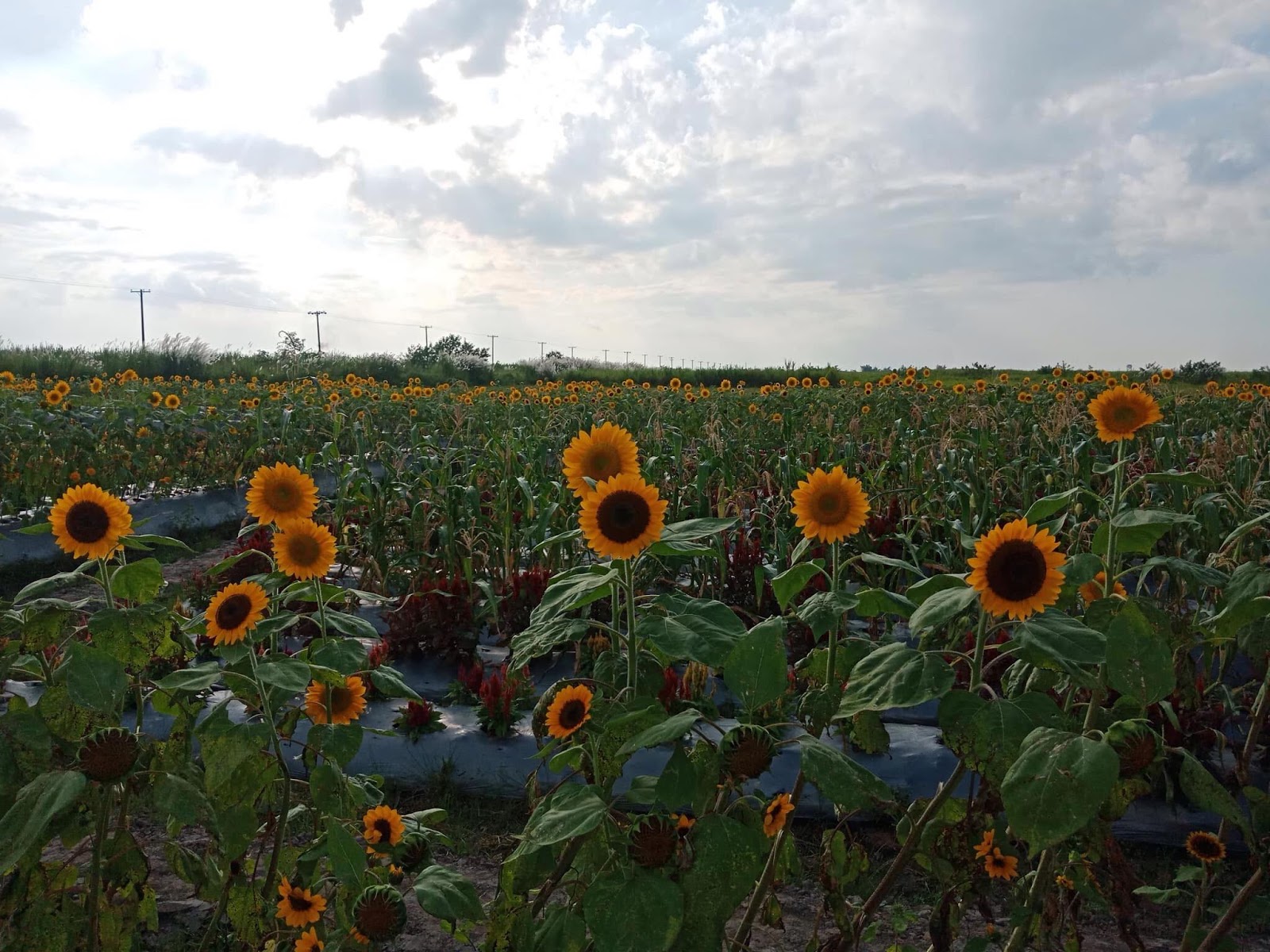 LOOK The First Sunflower Farm In Tarlac