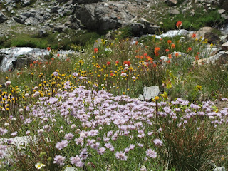 Bunte Blumen zwischen den Granitklippen