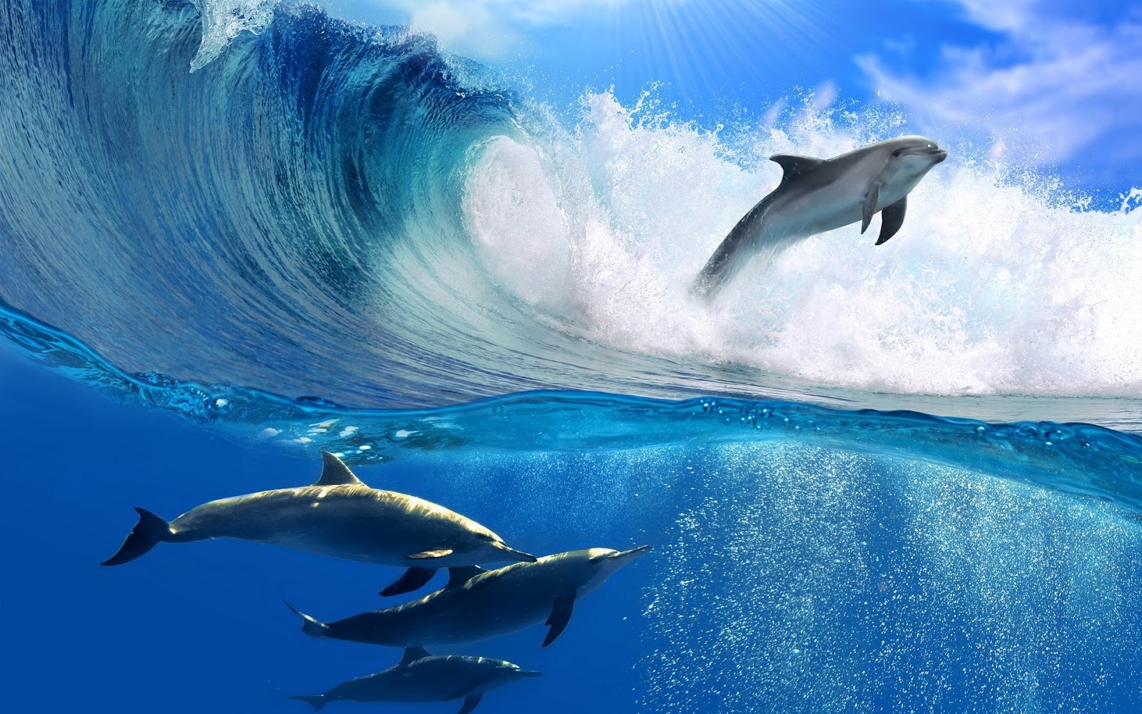 Fish Wallpapers Fish Wallpapers