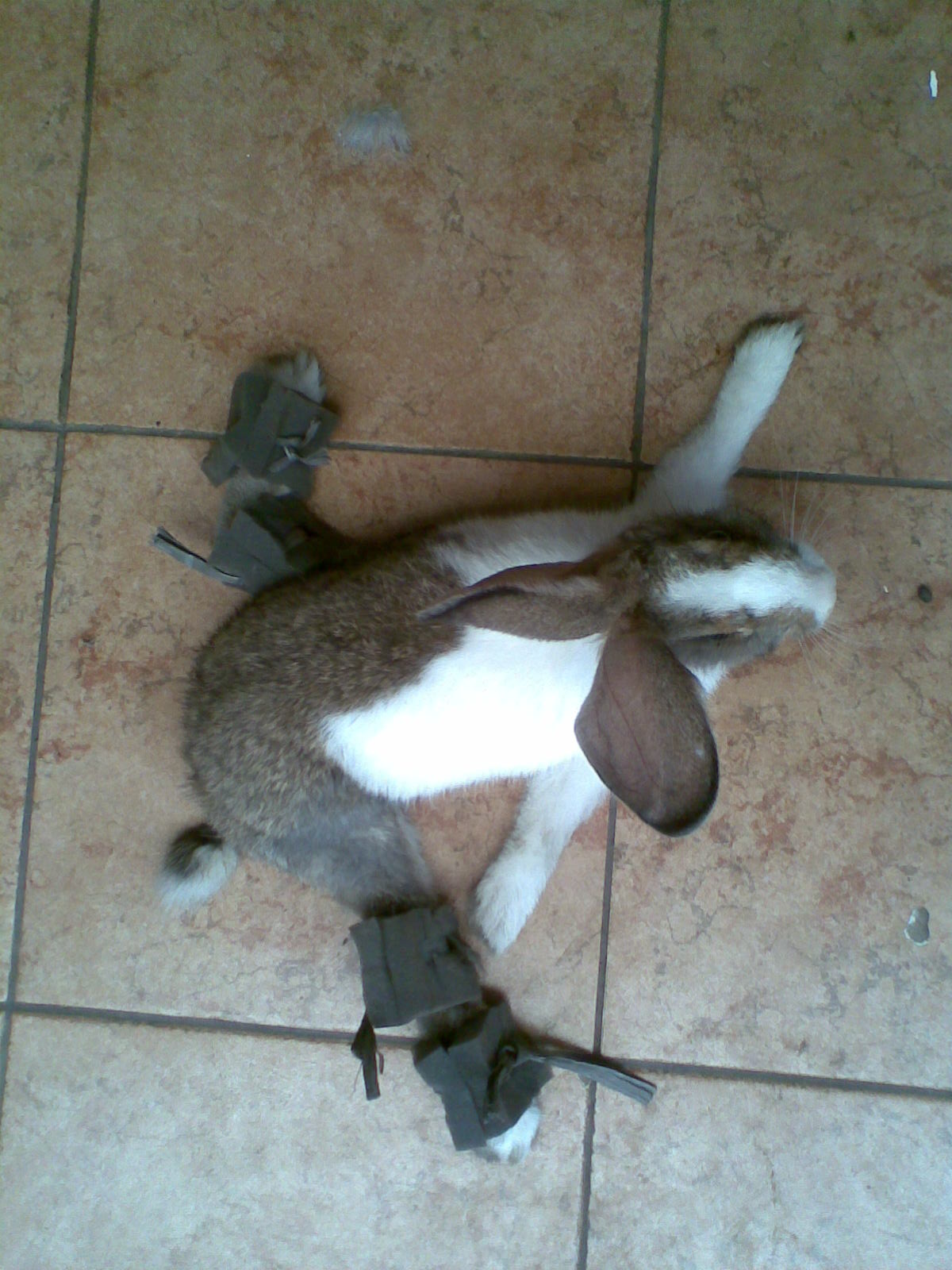 rabbit with broken legs