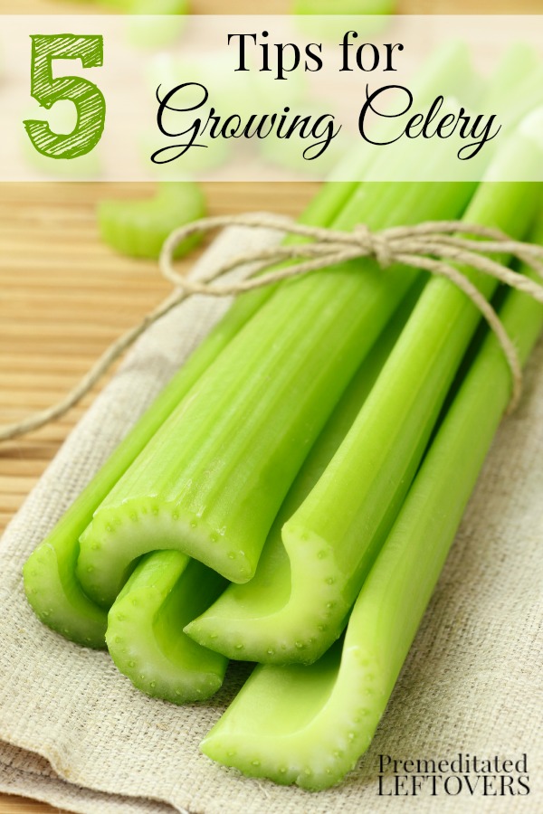How to Grow Celery in Your Garden, Never Buy Celery Again Everything