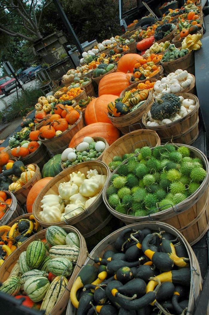 Fall Harvest Photos Hub