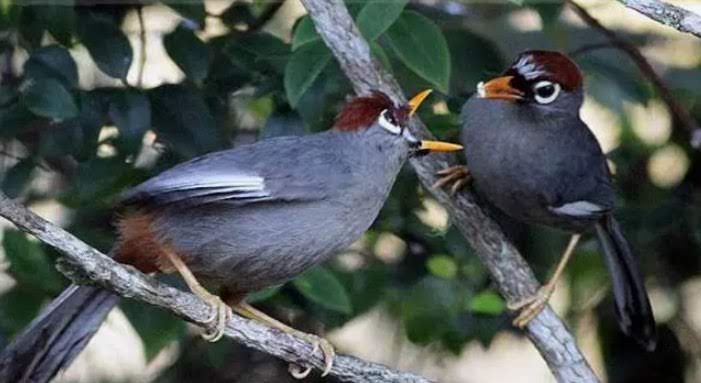 Harga Terbaru Burung Poksay Dan Parkit Jelang 2019 Gemar Ternak