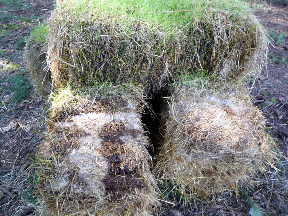 My Ruth Stout Garden The garden is now expanded