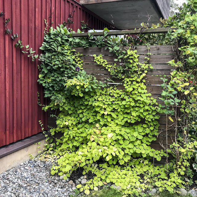 klockranka, cobea, klätterhortensia klockranka, cobea, klätterhortensia